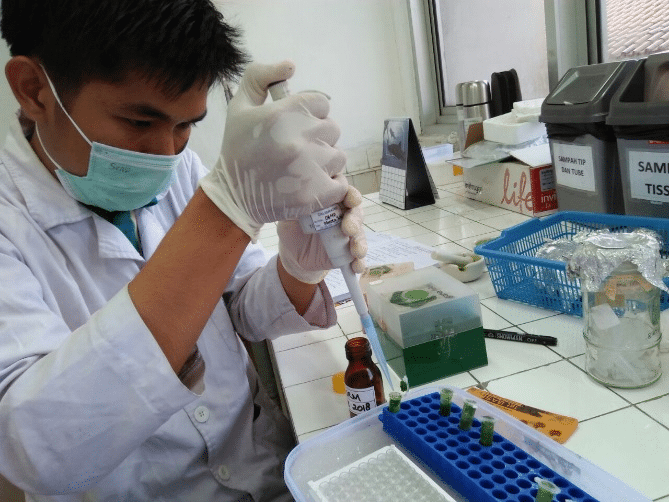 Mahasiswa Fakultas Biologi UGM Mengungkap Variasi Genetik Melon