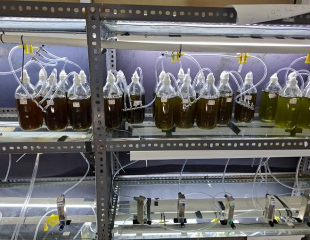 Tim MBKM UGM Kembangkan Metode Bioremediasi dan Valorisasi Limbah Kelapa Sawit Menggunakan Chlorella vulgaris