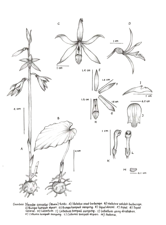 bosc orchid sketch 2025 7