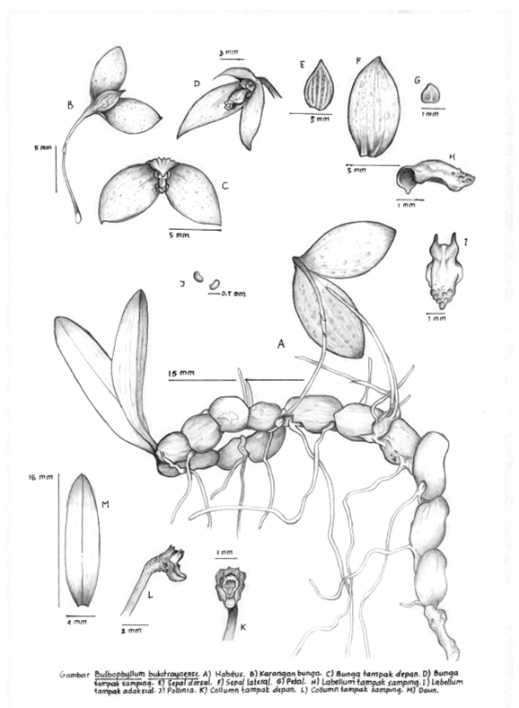 bosc orchid sketch 2025 8