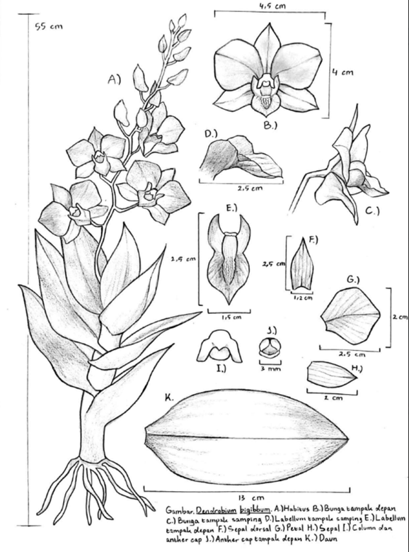 bosc orchid sketch 2025 9