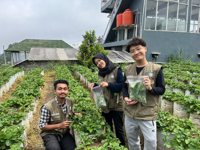 Pengungkapan Genom Kloroplas Stroberi ‘Mencir’ untuk Mendukung Pemuliaan Stroberi Unggul Indonesia