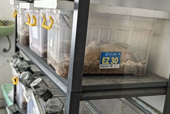 Pakan khusus rodensia