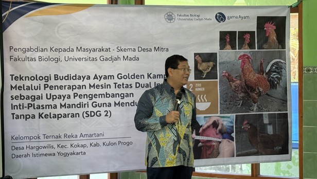 Ayam Golden Kamper 2026 1