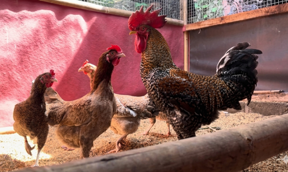Tim PkM BIMA Kemdiktisaintek 2026 Fakultas Biologi UGM Dorong Kemandirian Pangan Hewani melalui Teknologi Budidaya dan Pemuliaan Ayam Kampung di Hargowilis