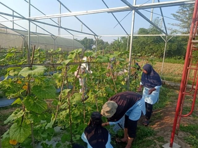 Tim Pengabdian Kepada Masyarakat Fakultas Biologi UGM Bersama KWT Mlati Laksanakan Polinasi Labu Susu di Dusun Kebondalem, Sleman