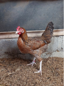 Gen COI Ungkap Kedekatan Genetik Ayam Golden Kamper dengan Ayam Lokal Indonesia