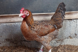 Gen COI Ungkap Kedekatan Genetik Ayam Golden Kamper dengan Ayam Lokal Indonesia