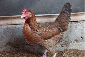 Gen COI Ungkap Kedekatan Genetik Ayam Golden Kamper dengan Ayam Lokal Indonesia