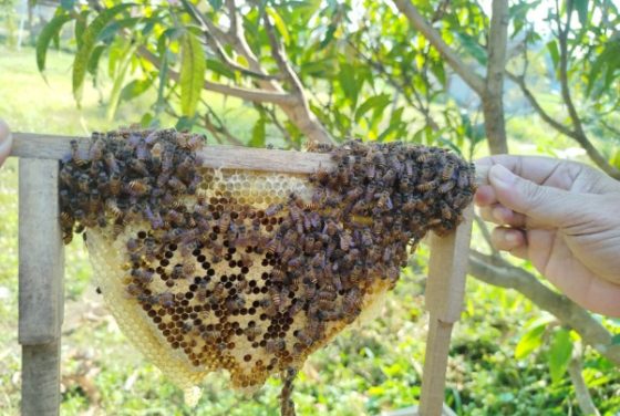 Pelatihan Budidaya Lebah Madu dan Klanceng di Desa Wisata KABUT Kebonalas Tingkatkan Kapasitas Masyarakat dalam Pengembangan Ekowisata Berbasis Keanekaragaman Hayati