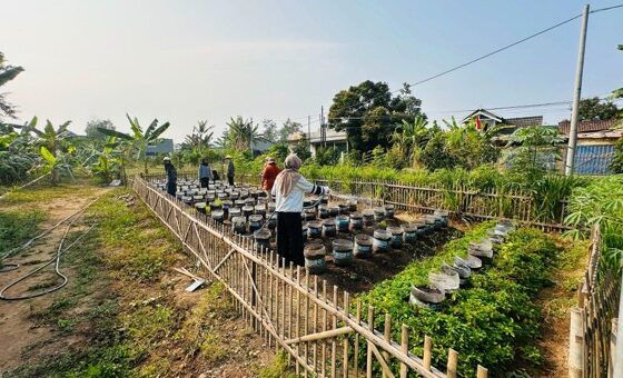 Tim PkM Fakultas Biologi UGM Gelar Sosialisasi dan Pendampingan Budidaya Padi Hitam untuk Dukung SDGs 2 dan 3 di Wedomartani