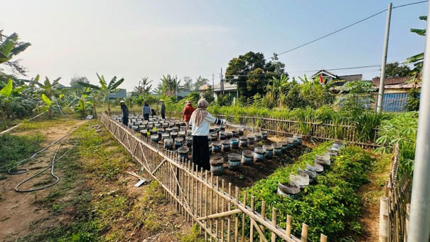 Tim PkM Fakultas Biologi UGM Gelar Sosialisasi dan Pendampingan Budidaya Padi Hitam untuk Dukung SDGs 2 dan 3 di Wedomartani