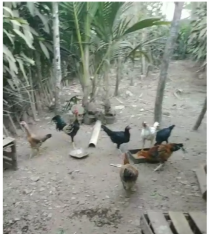 Dari Tiga Ekor Menjadi 40 Ekor, Ayam KUB Bawa Manfaat bagi Keluarga di Wedomartani