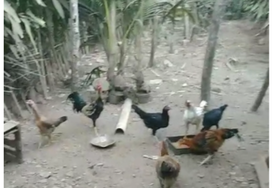Dari Tiga Ekor Menjadi 40 Ekor, Ayam KUB Bawa Manfaat bagi Keluarga di Wedomartani