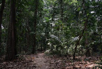 Fakultas Biologi UGM Serukan Penguatan Tata Kelola Karhutla dan Restorasi Ekosistem Berbasis Sains