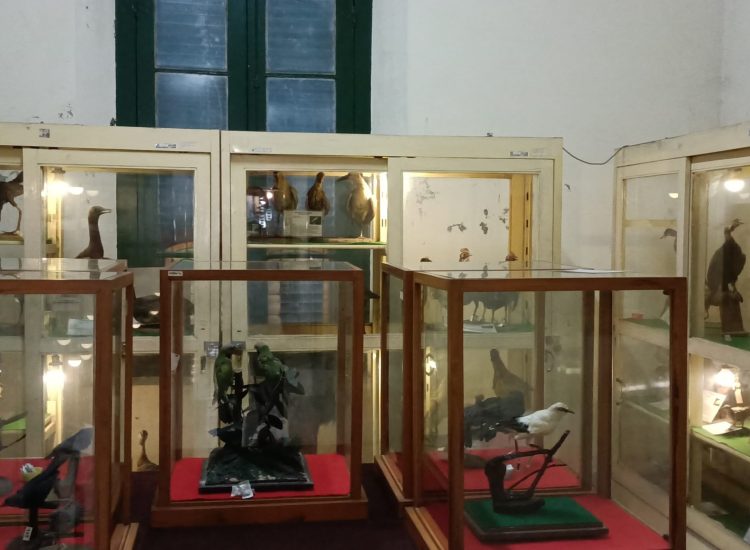 Museum Biologi Burung-min