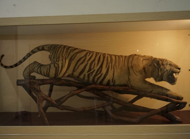 Museum harimau-min